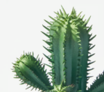 Plante Artificielle Cactus 6 cm - accessoires inclus et fonctionnalités