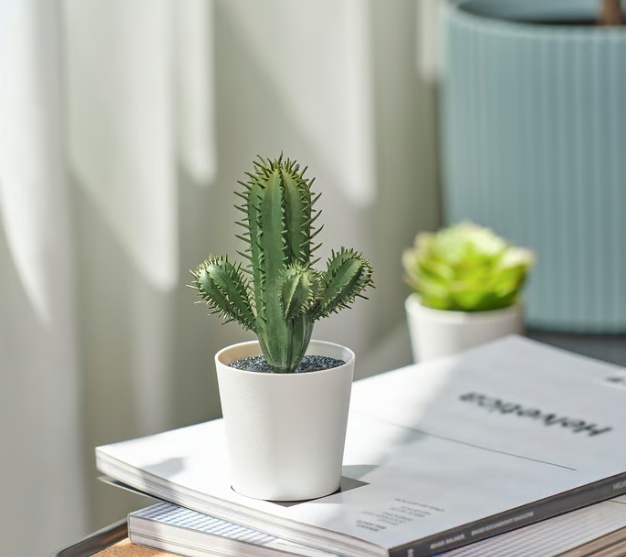 Plante Artificielle Cactus 6 cm - vue principale et présentation du produit