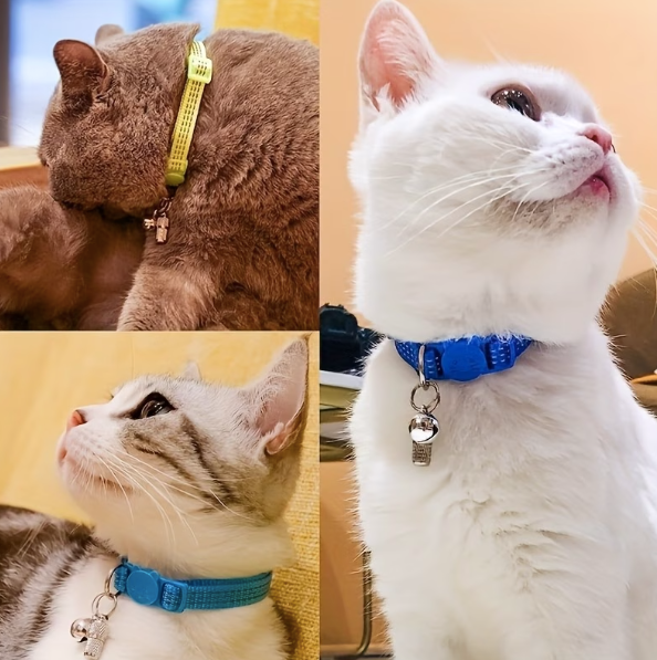 Tube d'Identité en Acier Inoxydable pour Chien & chat - vue principale et présentation du produit
